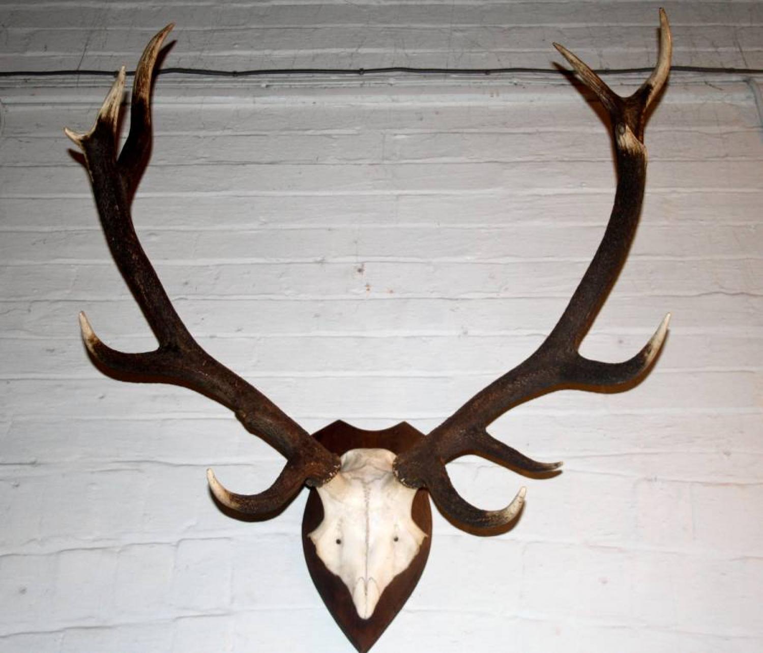 Antlers mounted on wooden shield