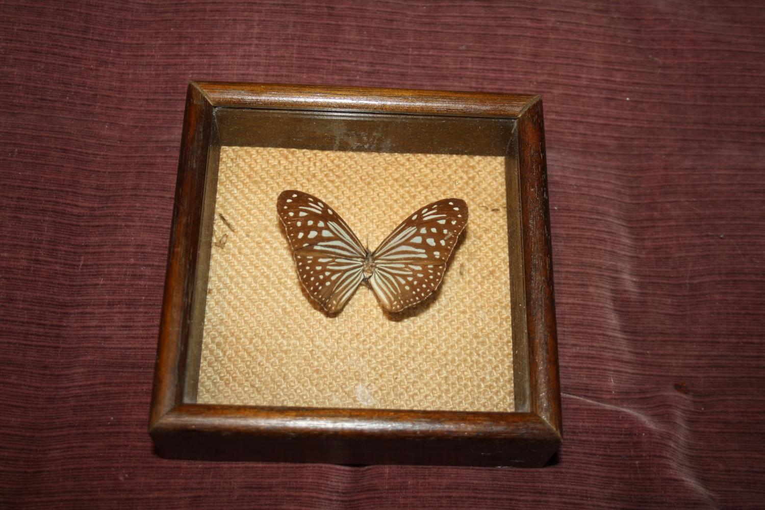 Butterfly in frame