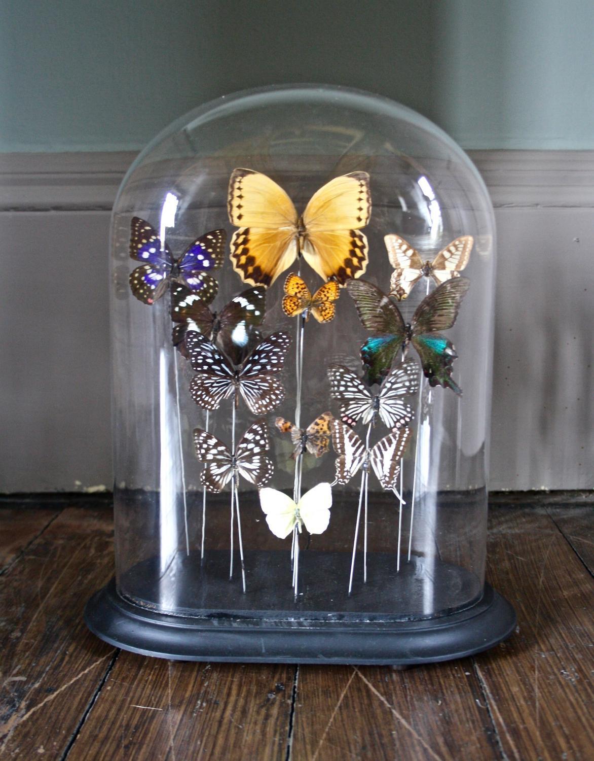 Glass dome on stand with butterflies