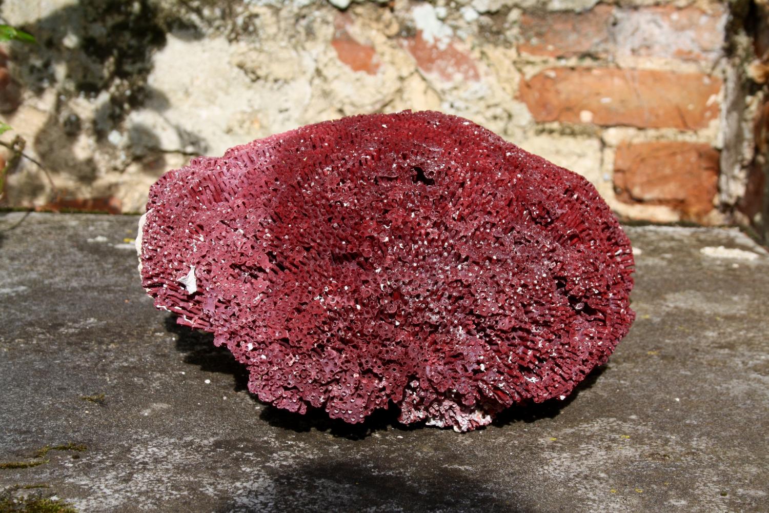 Large piece of red/pink pipe coral