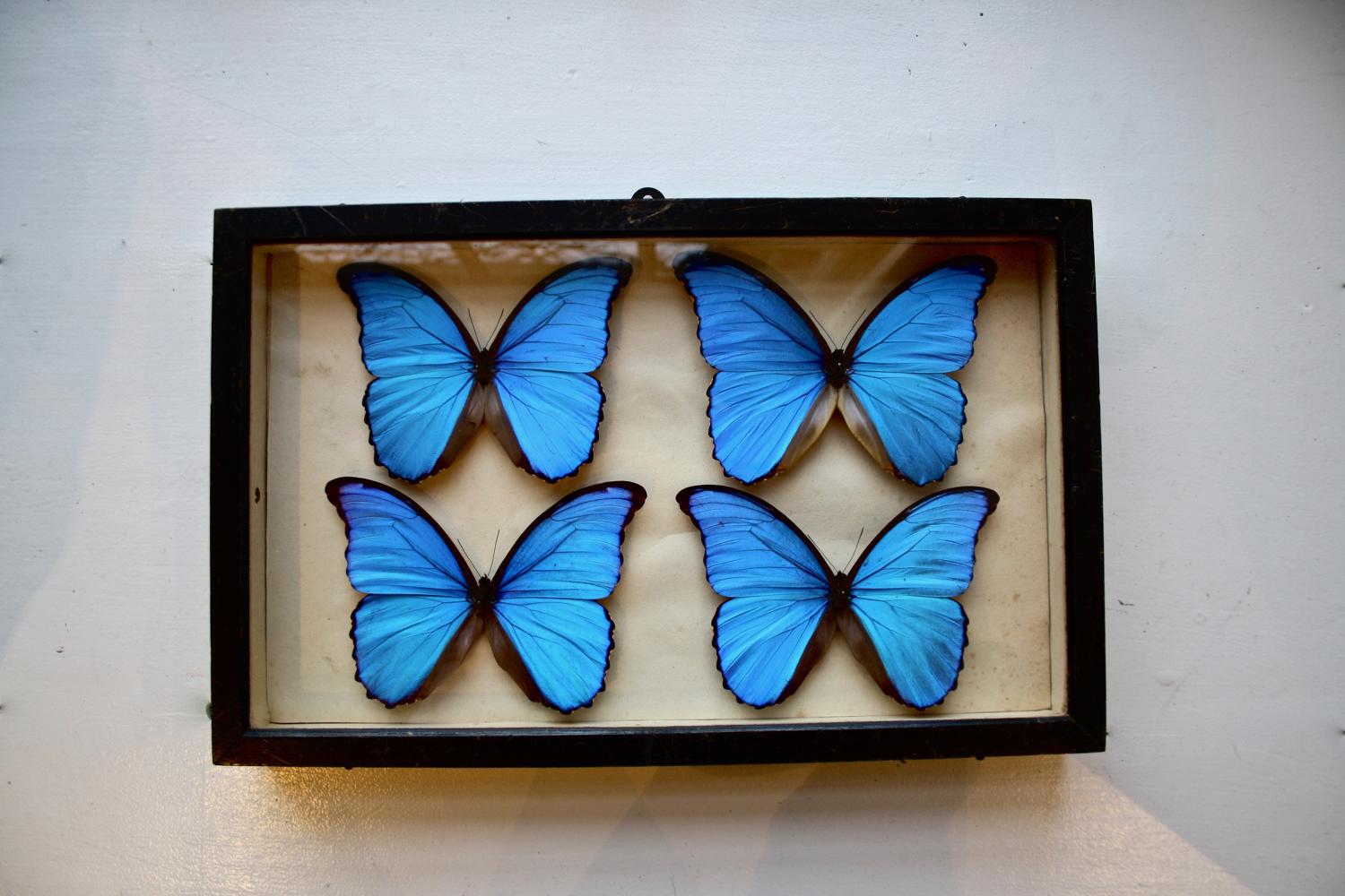 Cased butterflies
