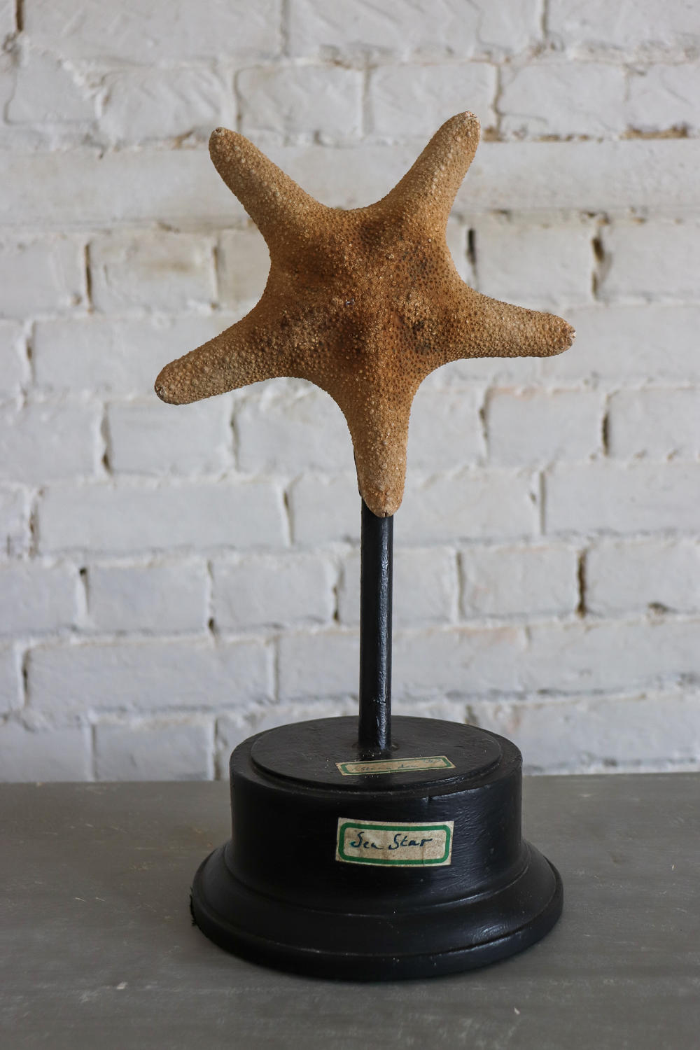 Starfish on museum stand
