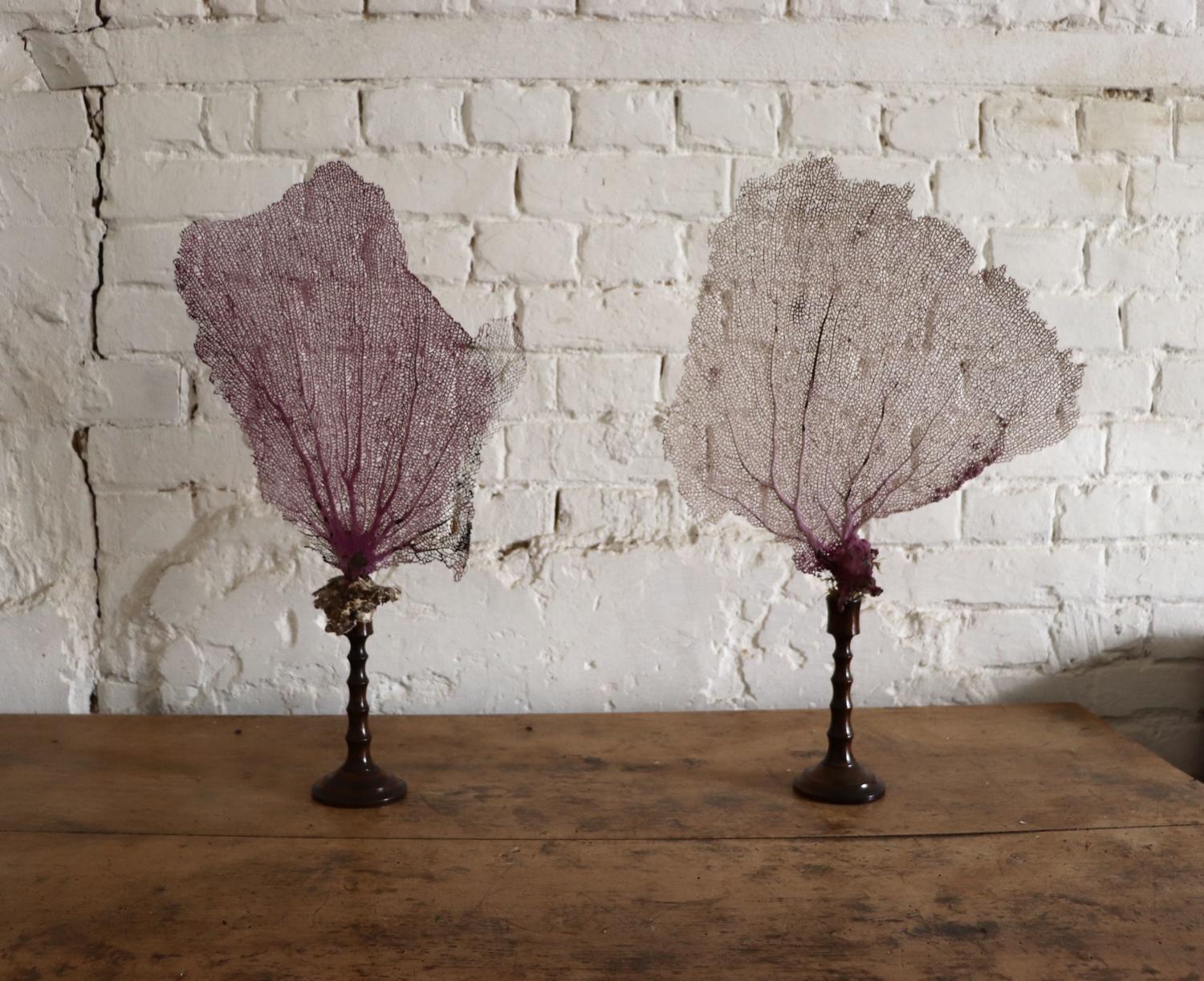 Fan coral mounted on vintage wooden stands