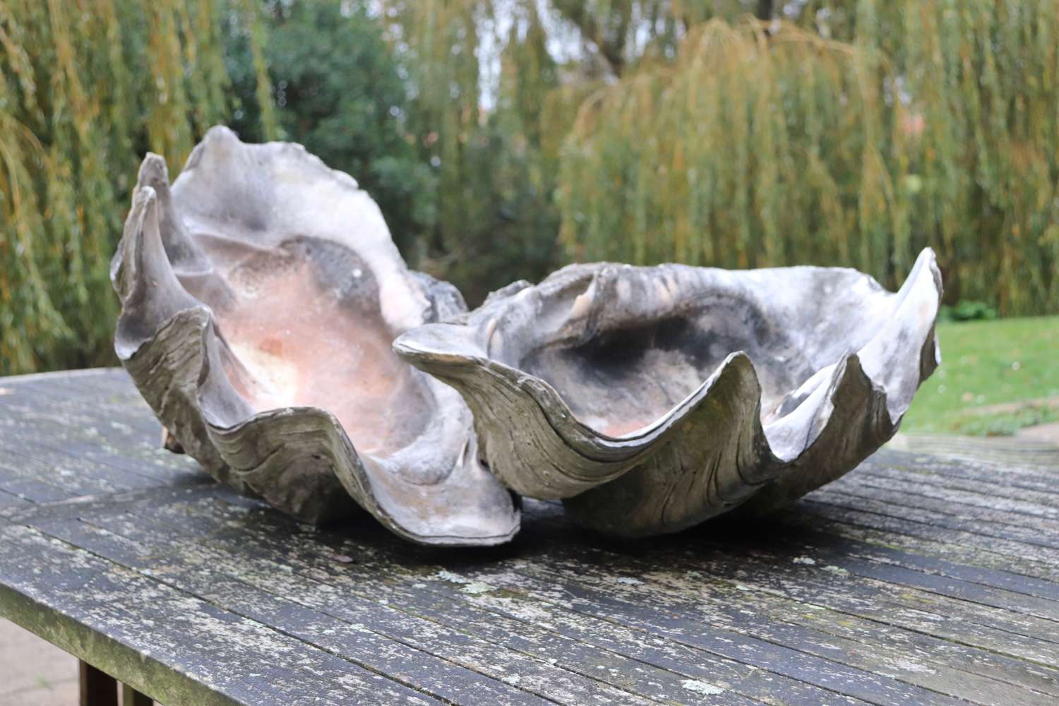 Pair of giant clam shells
