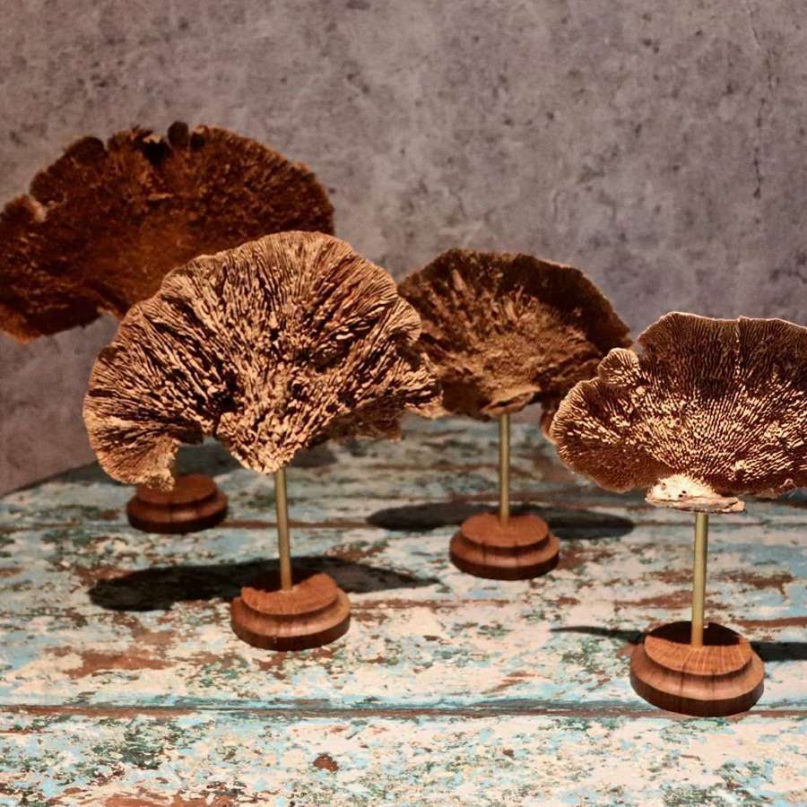 Vintage dried funghi on stands