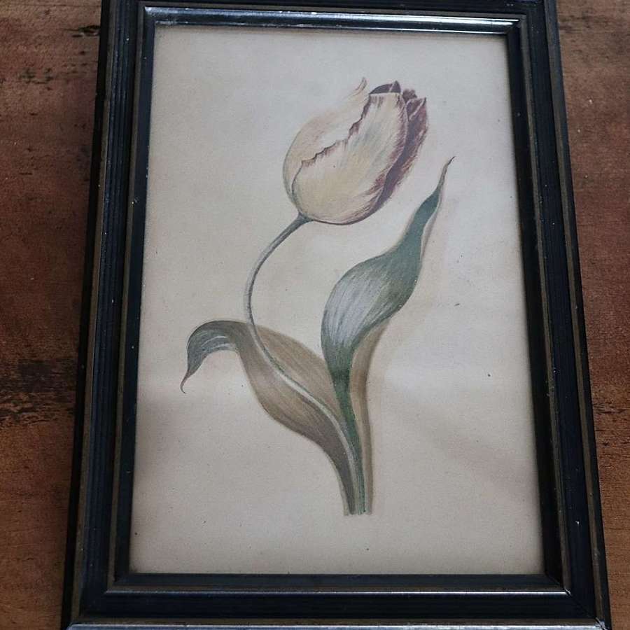 Tulip watercolour